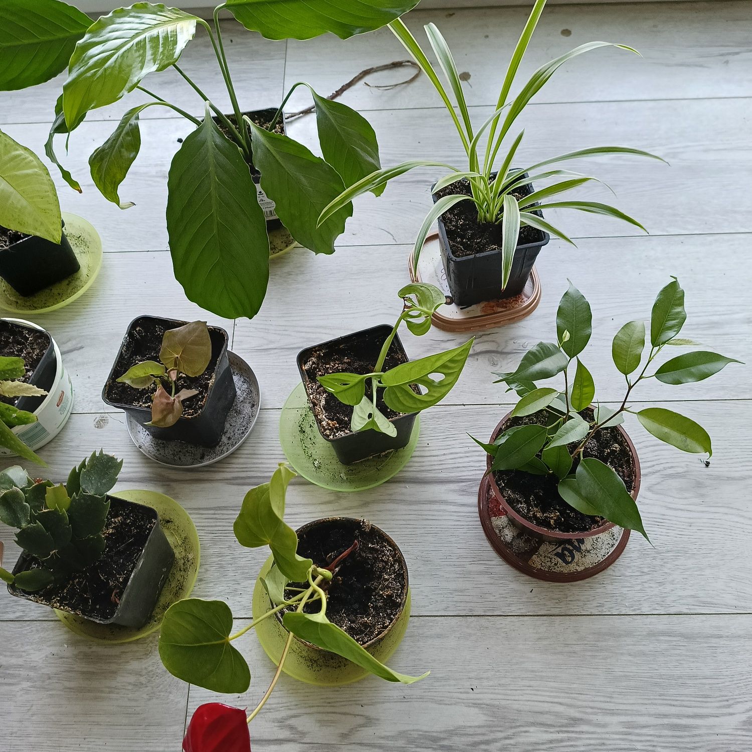 Zestaw 10 roślin na parapet