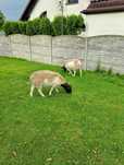 Dorper czysto rasowe Owca +Baran para sprzedam
