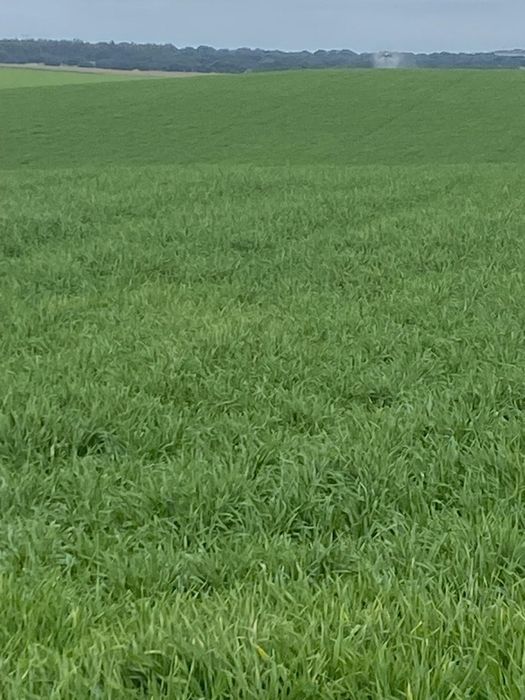 Fardos forragem raigrass