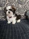 Shih Tzu Tricolor Rodowód