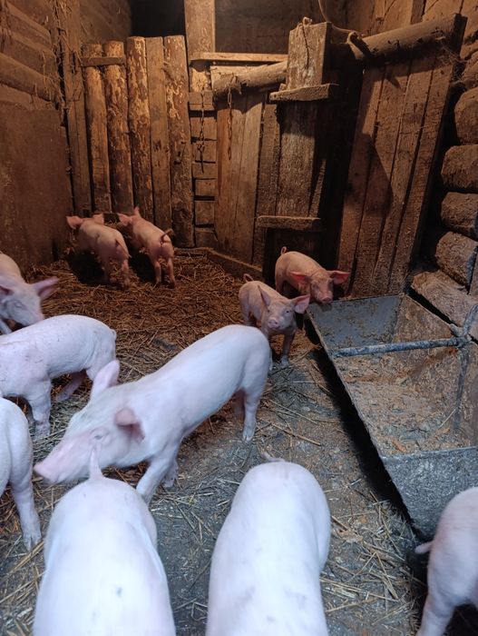 Продам домашні свині!