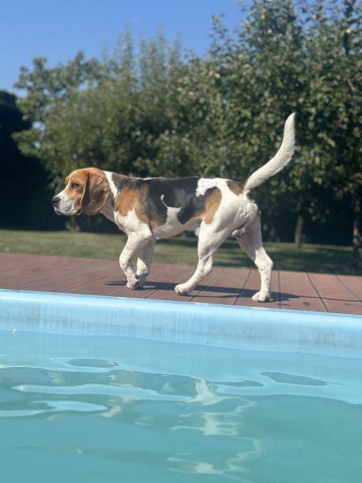 Reproduktor Beagle – BRUNO z hodowli Beaglowa Polana