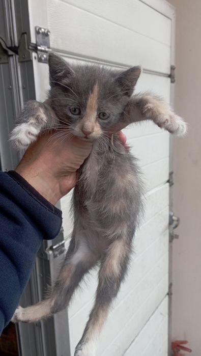 Милые котята!Даром