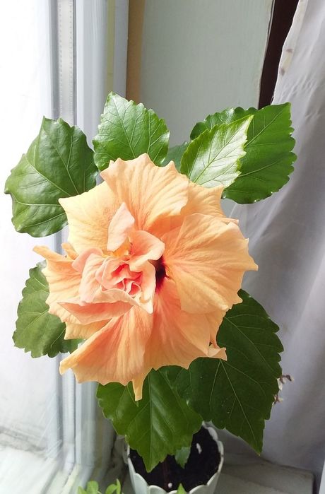 Гібіскус махровий абрикосовий