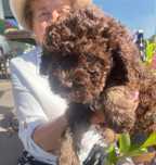 Lagotto Romagnolo - suczka, Salus Canis FCI