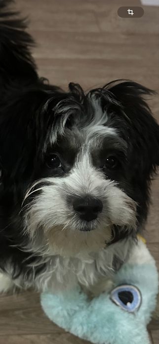 Щеня Бівер йорк терєр