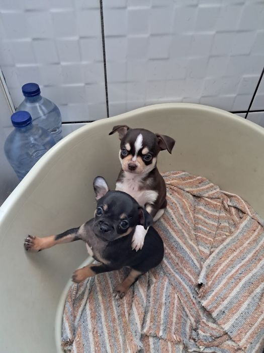 Macho da raça Chihuahua, muito pequena