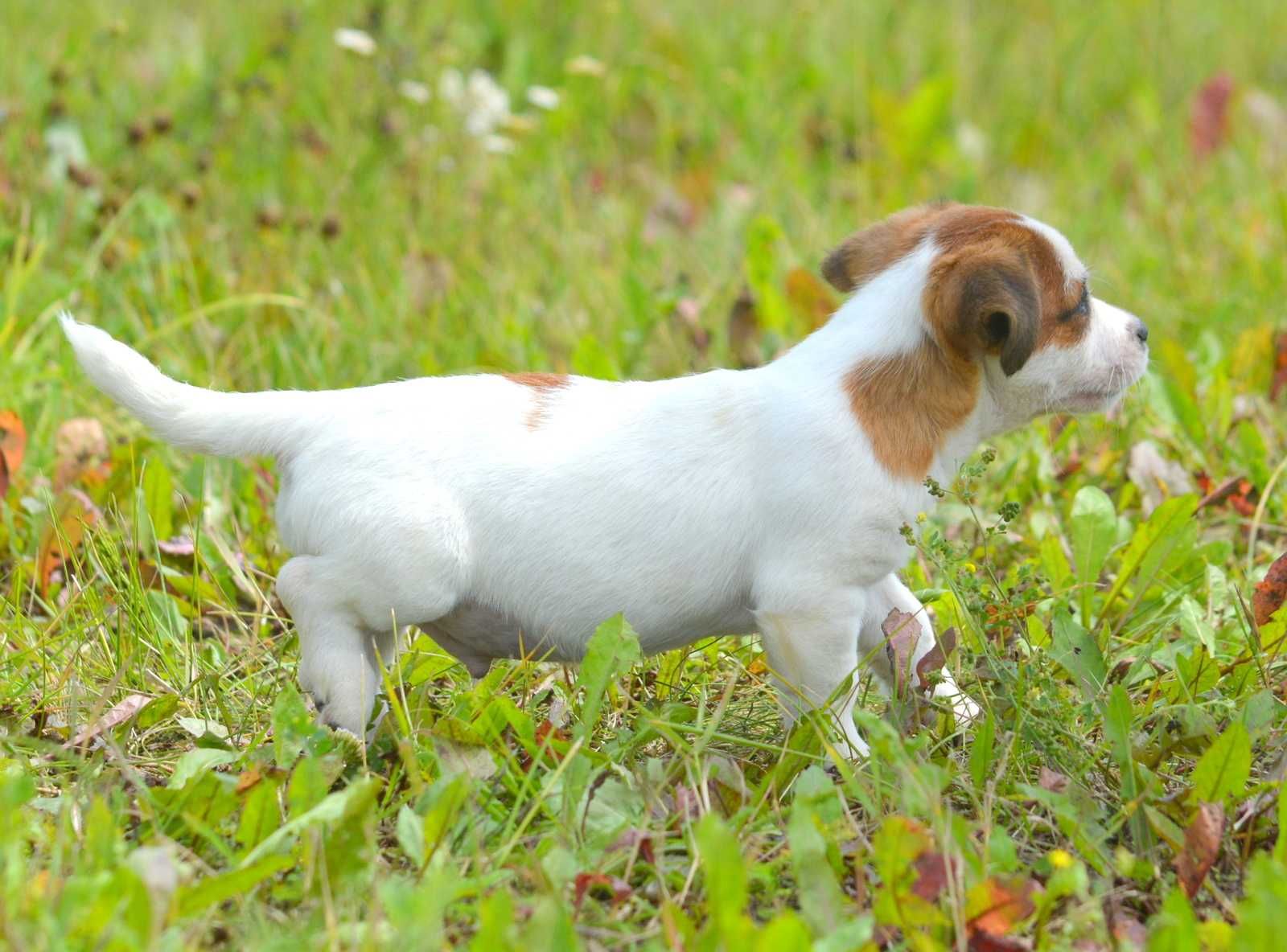 Jack Russell Terrier śliczny piesek gładkowłosy Sony ZKwP FCI rodowód