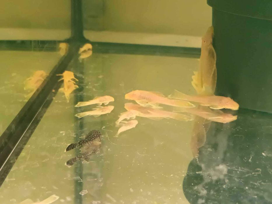 Zbrojnik Ancistrus albinos