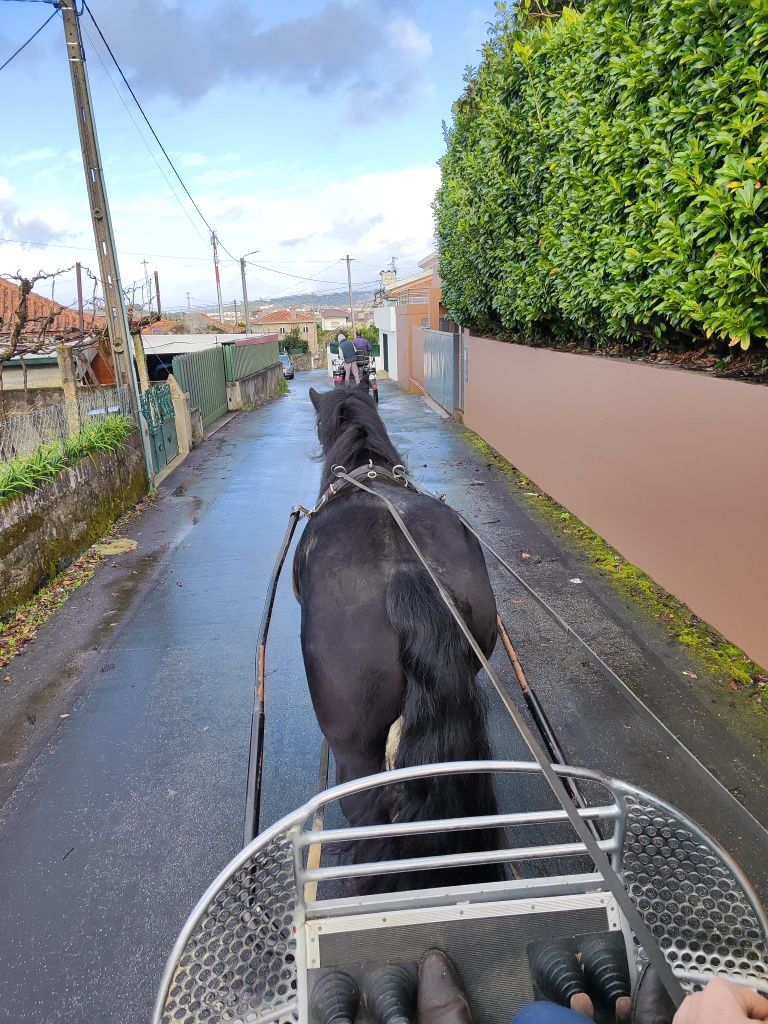 Poldro 4 anos Percheron x Hispano Breton