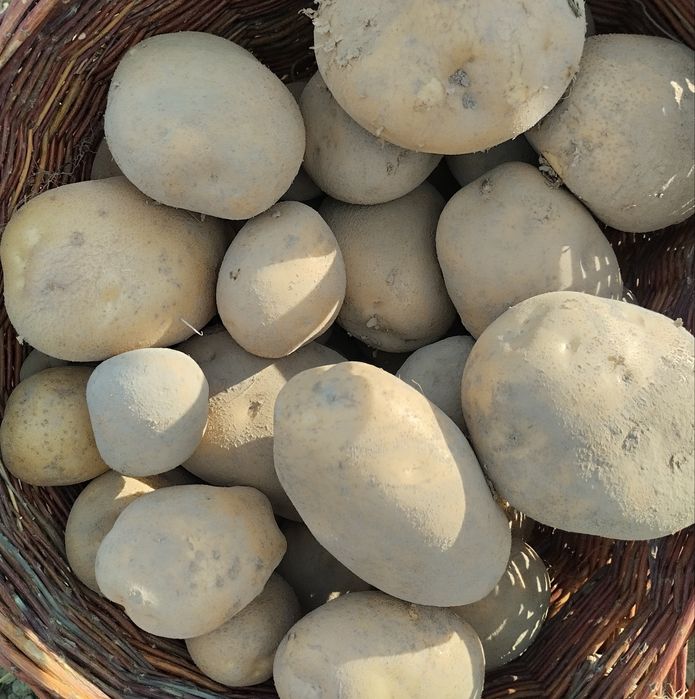 Ziemniaki Jurek Jelly Marabel dowóz