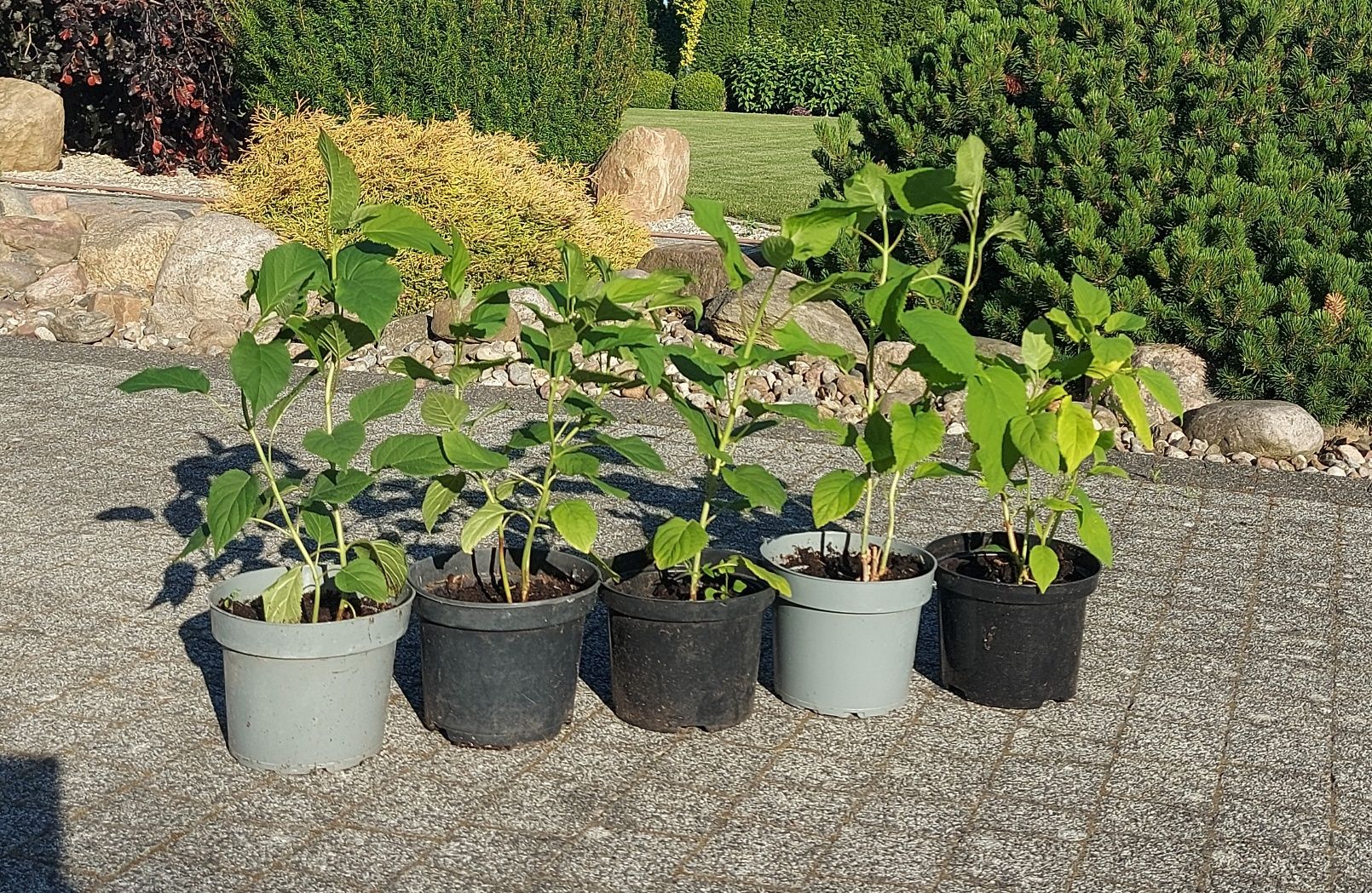 Hortensja  "Annabelle"