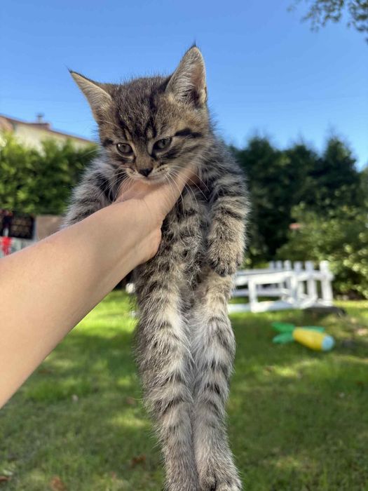 Oddamy kotki dwa koty i kotka