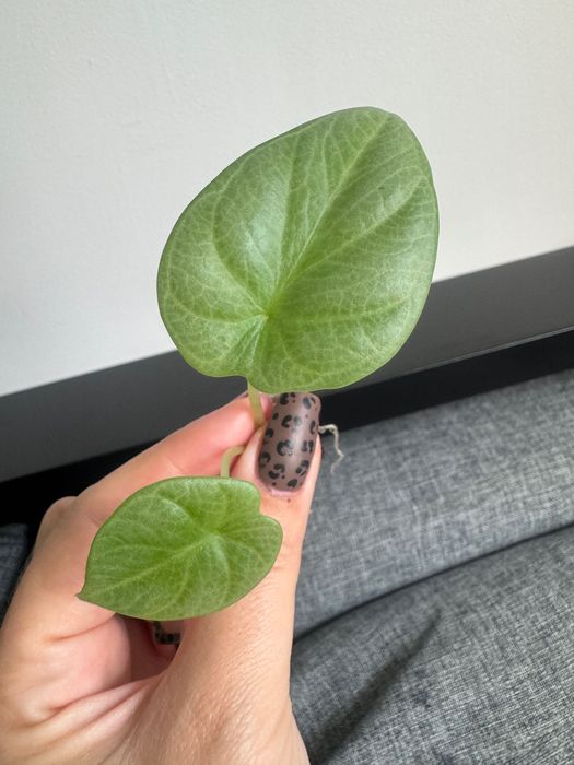 Alocasia Alokazja silver Dragon 2 sadzonki matecznik Variegata