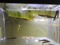 Glonojady Albinosy ciemne/nakrapiane
