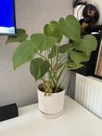 Monstera deliciosa – piękna roślina doniczkowa