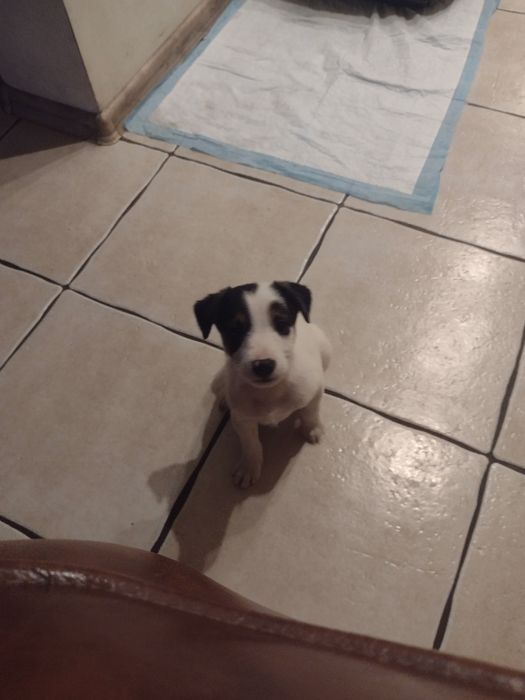 Jack Russell Terrier