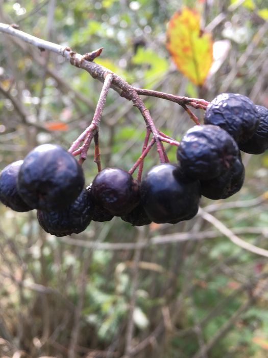 Aronia, 3 metrowy krzew z dużymi korzeniami, owoce w 1 roku