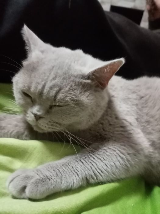 Продам срочно кошку порода  Брітанка ,СРОЧНО!!!