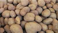 Sprzedam ziemniaki sadzeniaki