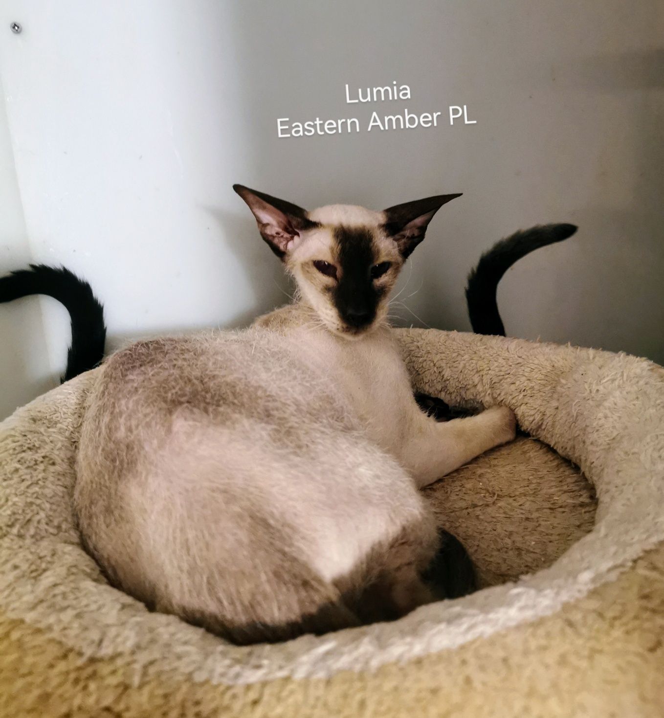 Peterbald koteczka dorosła gotowa do zmiany domku