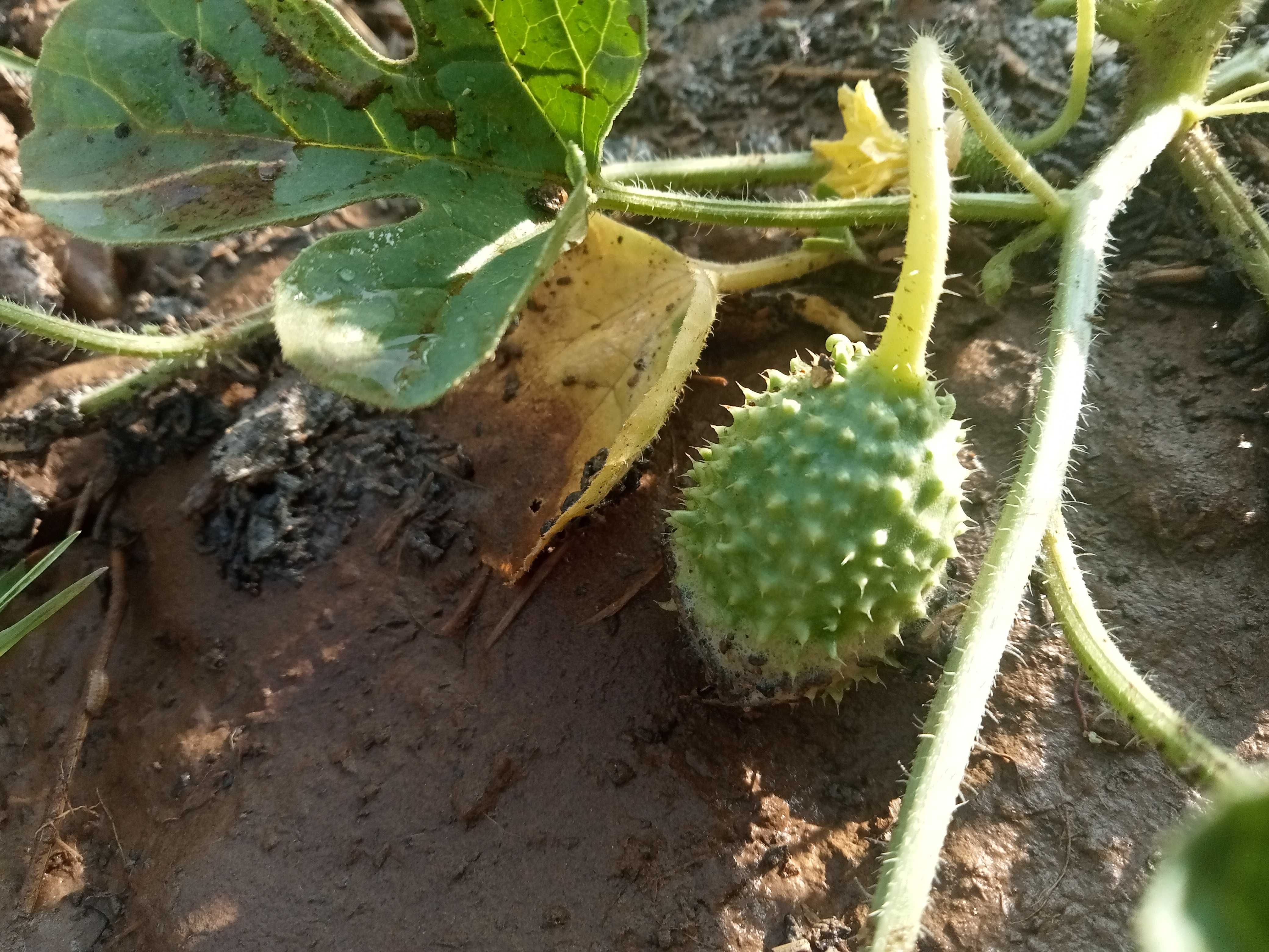 Maxixe e quiabo sem agrotóxicos.