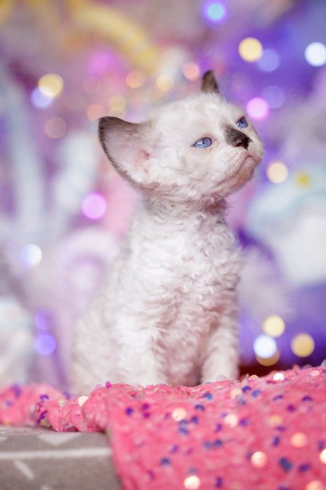 Devon Rex* Kotka niebieskooka* Be Iconic - owieczka