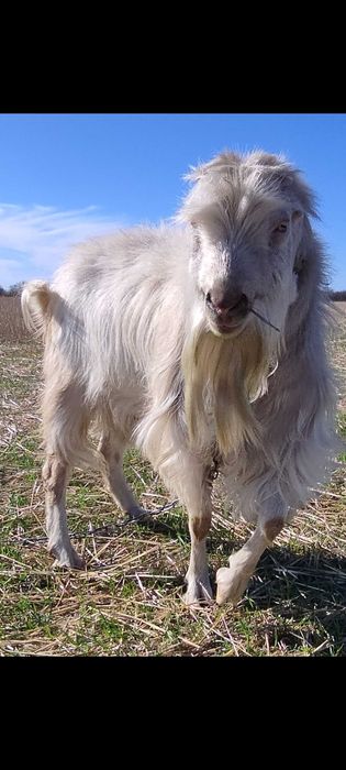 Козел для вязки коз