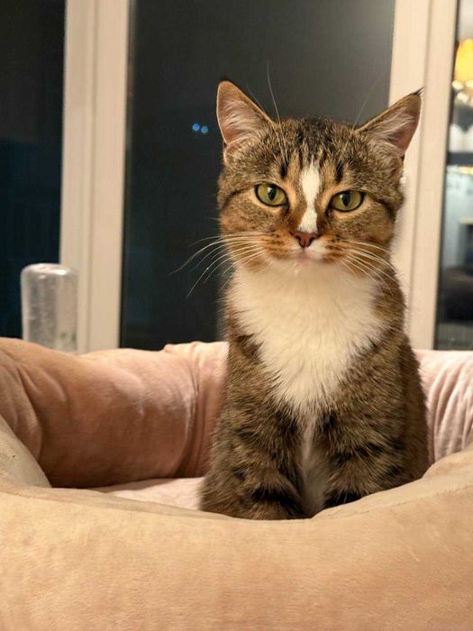 ніжна ,молоденька кицюня ,ще кошеня ,лагідна і акуратна