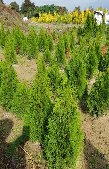 Tuja, Thuja szmaragd, żywopłot, 100-110 cm GĘSTE! Szkółka roślin
