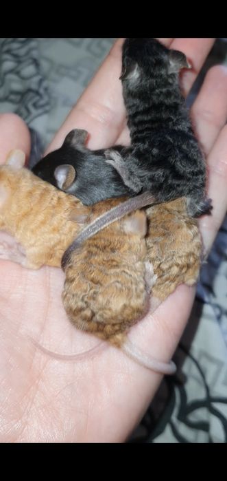 Мышки тексель кучерявые сатиновые