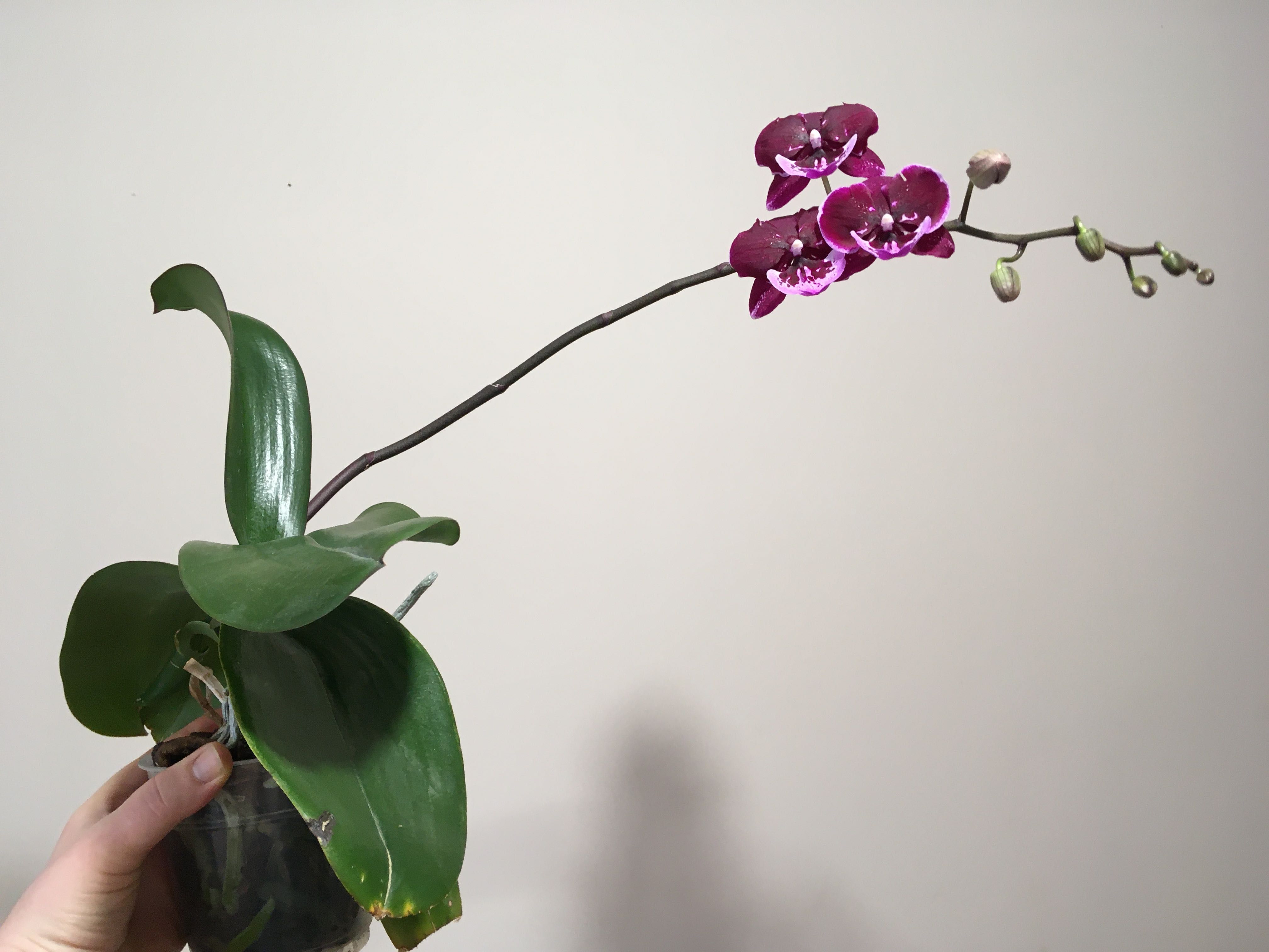 Фаленопсис. Орхидея