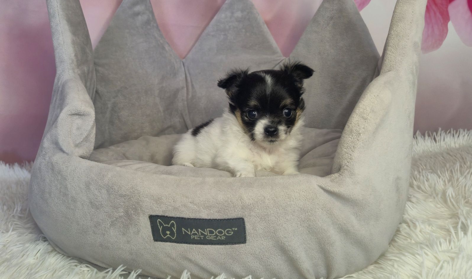 Cudowny chłopczyk chihuahua długowłosy