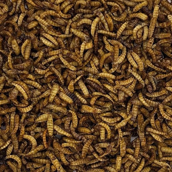 250g Biały robak suszony cały w melasie zanęta wędkarska METHOD FEEDER