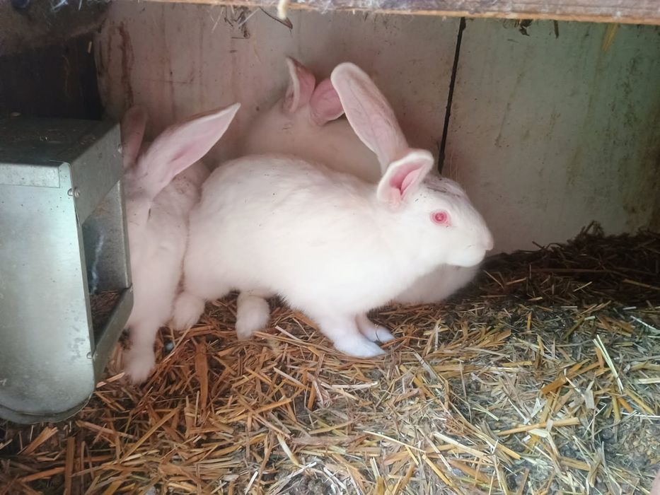 Króliki termondzki biały
