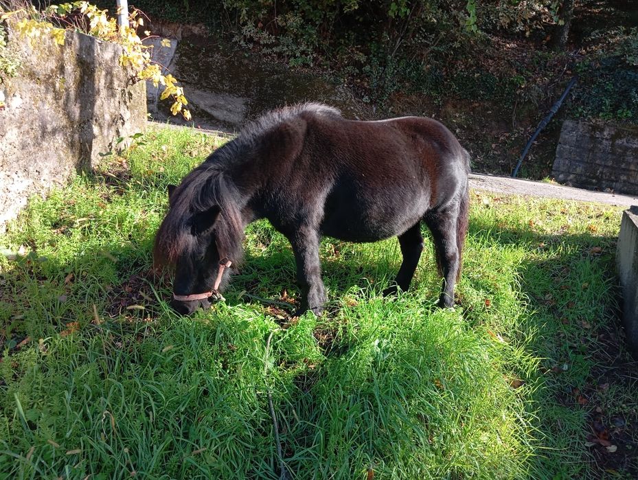 Vendo pônei Famea