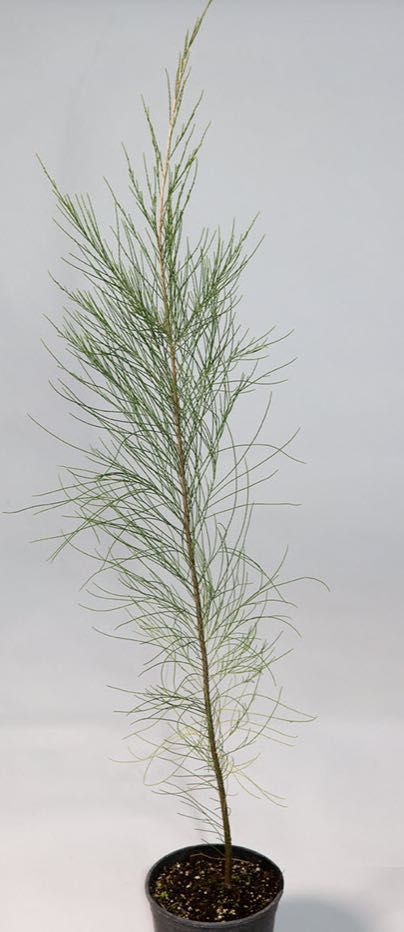 (40xUn.) Coastal She Oak - Casuarina -  (Casuarina equisetifolia)