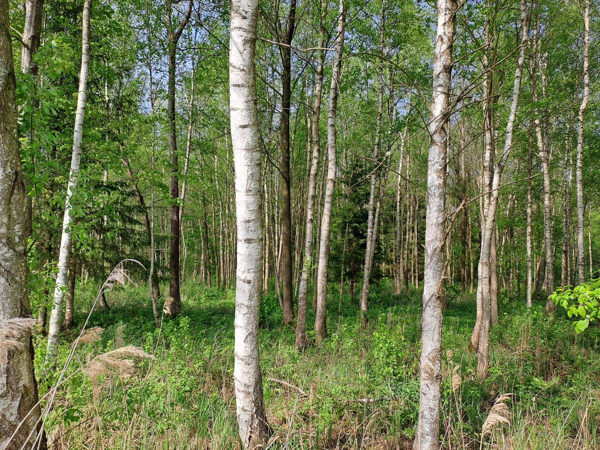 Sprzedam Łąka Las 2.3 hektara Dworzysk