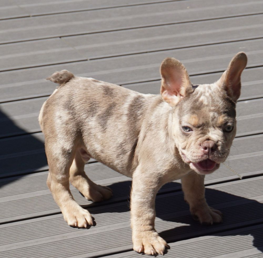 Buldog francuski