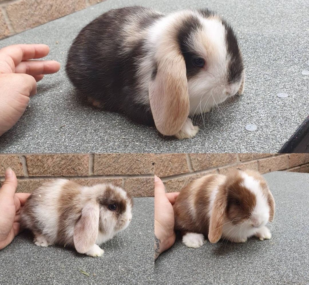 KIT Coelhos anões orelhudos, mini lop desparasitados