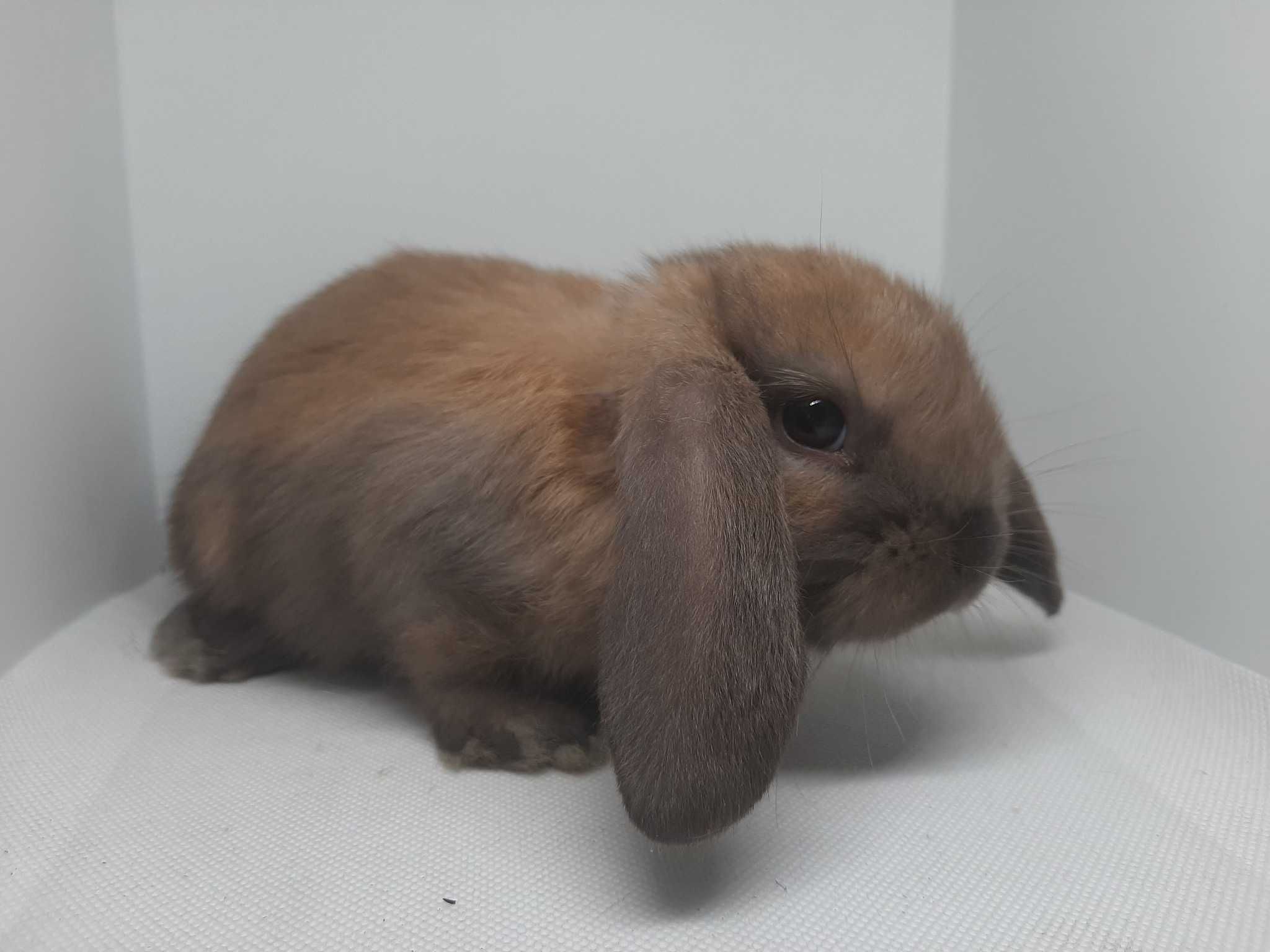 Mini lop, baranek, królik minaturka, hodowla Poznań