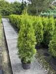 Tuja Thuja Żywotnik „Szmaragd” ok. 130-135 cm Szkółka WROCŁAW