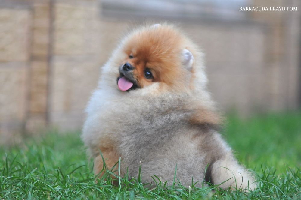 Кумедна померанка Барракуда