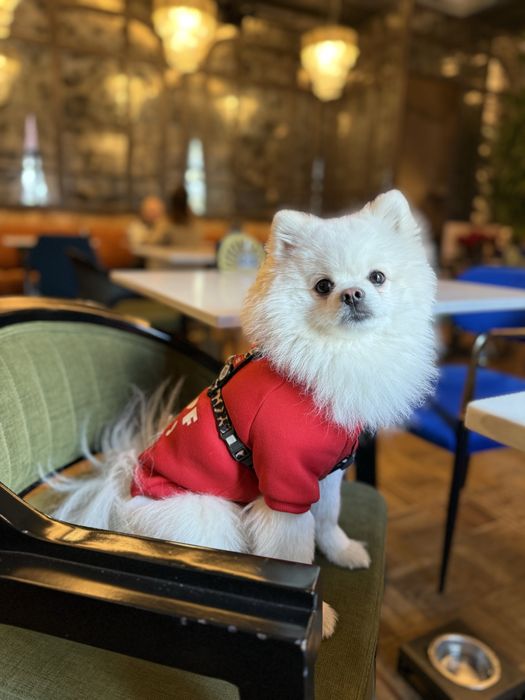 Злучка померанського шпіца, шукаємо пару для шпіца