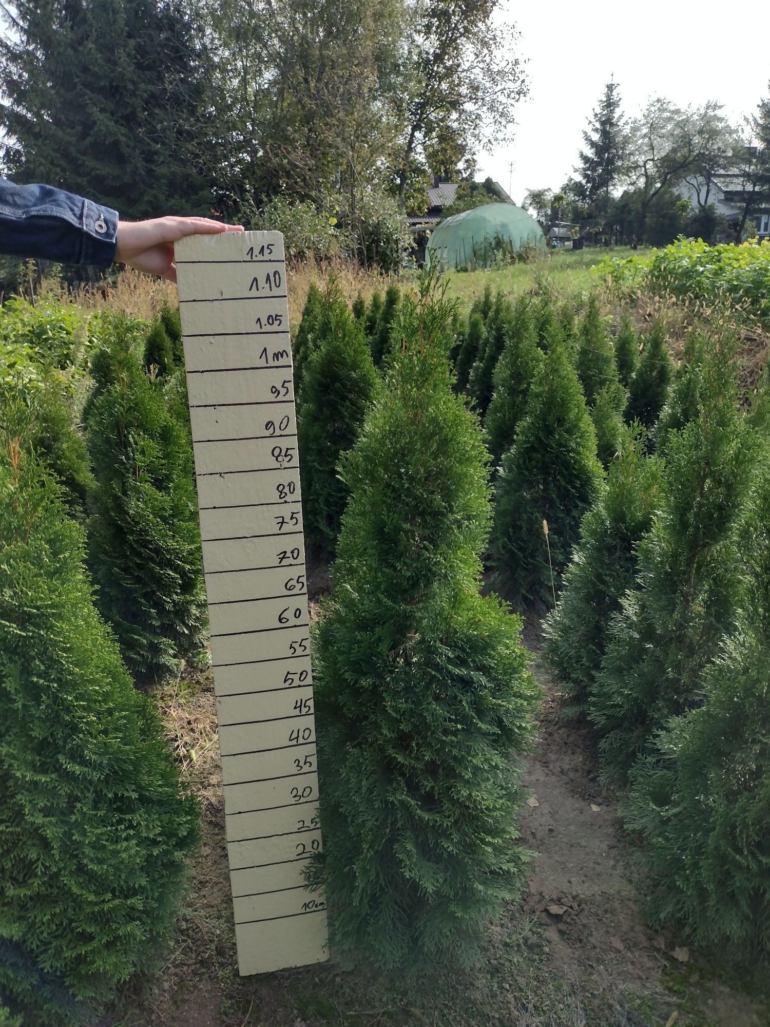 Tuja szmaragd Thuja smaragd tuje żywopłot