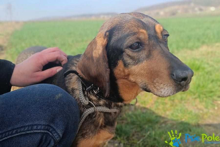 Bajeczka - kochana, spokojna suczka szuka dobrego domu SCHRONISKO