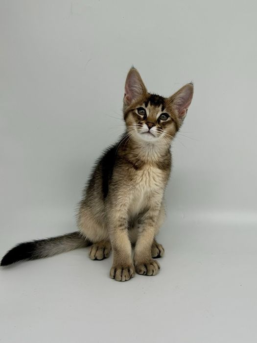 Абиссинец мальчик