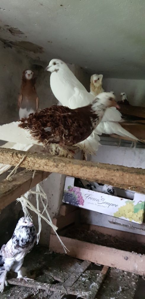 Golebie ozdobne, kapucyny stawiaki, z kreconymi piorami