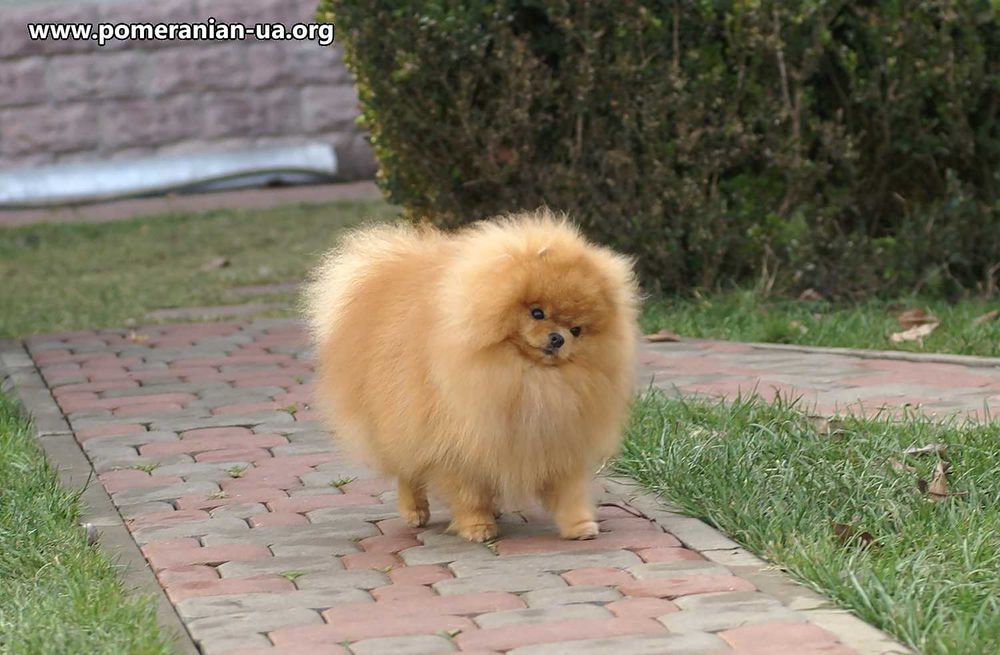 Померанський шпіц КСУ-FCI, 18 см, 1,9 кг