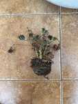 Pelargonia Kwiat